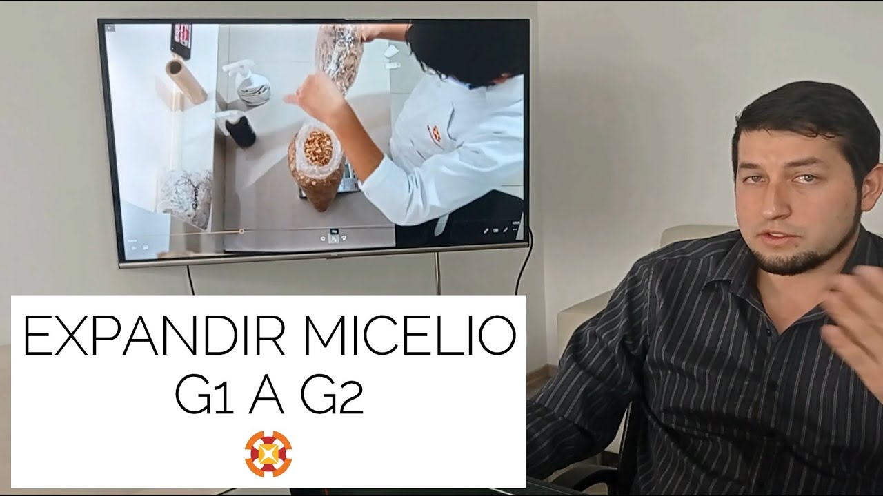 MasterMycelium #3 // Expansión del micelio de hongos