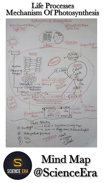 life-processes-class-10th-mechanism-of-photosynthesis-mind-map