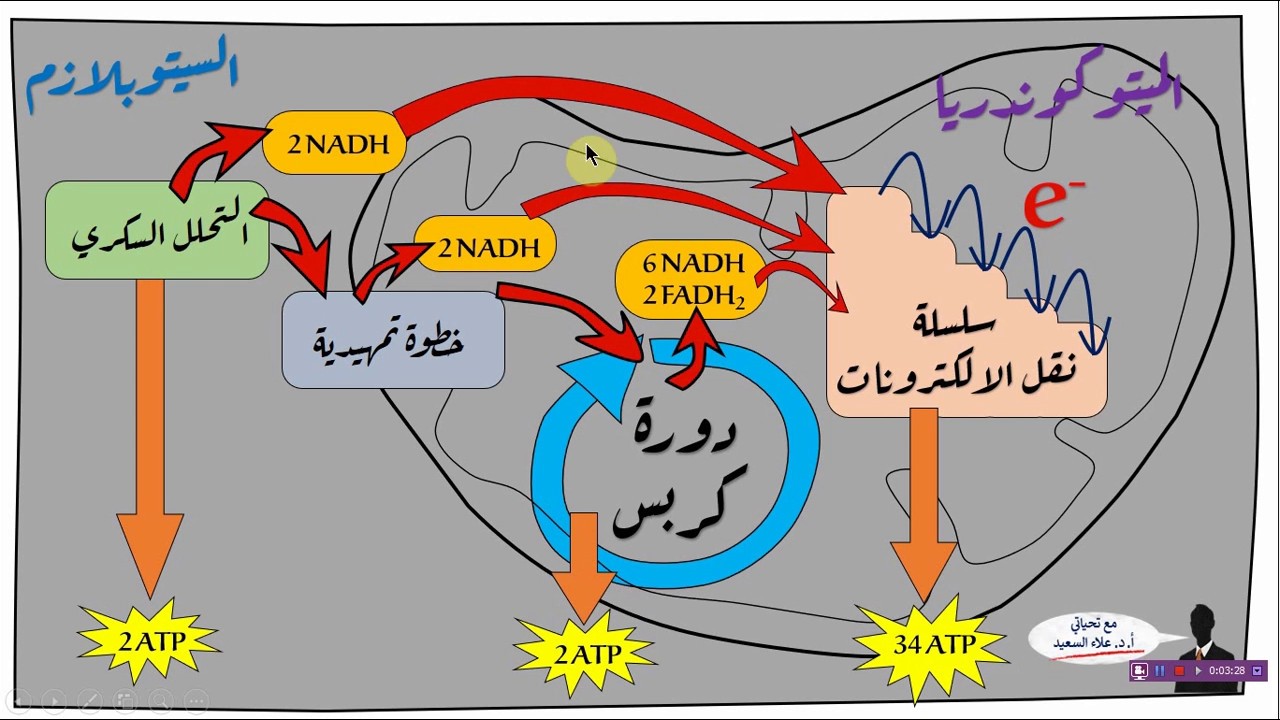 تبدأ عملية التنفس الخلوي في