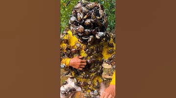 ToRung comedy: 🦀catching crabs in Ohio😂