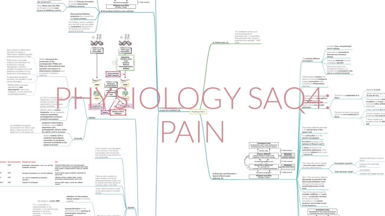 PHYSIOLOGY SAQ 4: PAIN