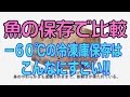 超低温で比較！　マイナス60度の家庭用冷凍庫で保存した時の効果は？ part2 魚屋さん、食品卸屋さん必見です！