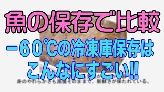 超低温で比較！　マイナス60度の家庭用冷凍庫で保存した時の効果は？ part2 魚屋さん、食品卸屋さん必見です！