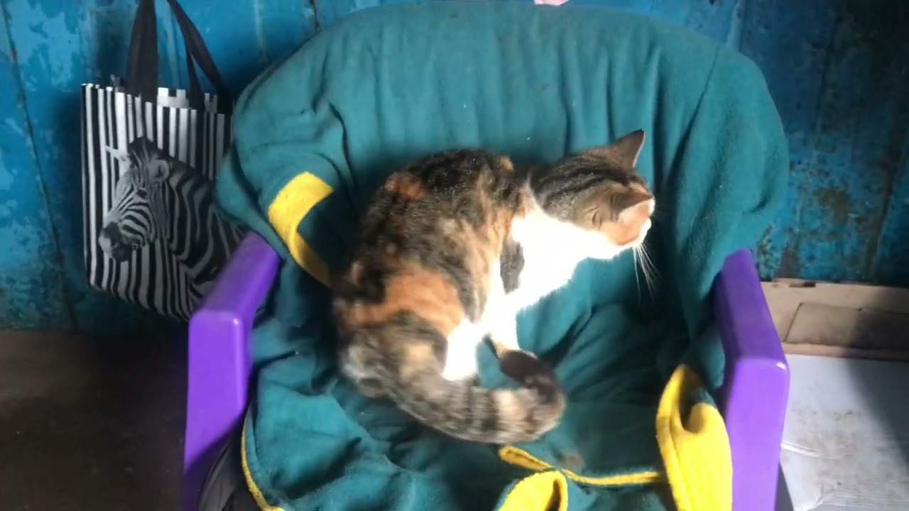 Уличные кошки ликуют по поводу появления няни.