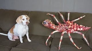 Dog vs Giant Spider Prank! Funny Dogs Maymo & Potpie