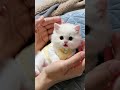 Cutest Kitten Ever 😻 You Won’t Stop Watching #viralshorts #youtubeshorts #animals #shortsviral