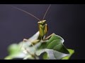 Photina sp. - Mantodea - Mantis - Louva-a-deus - Cavalinho-de-deus