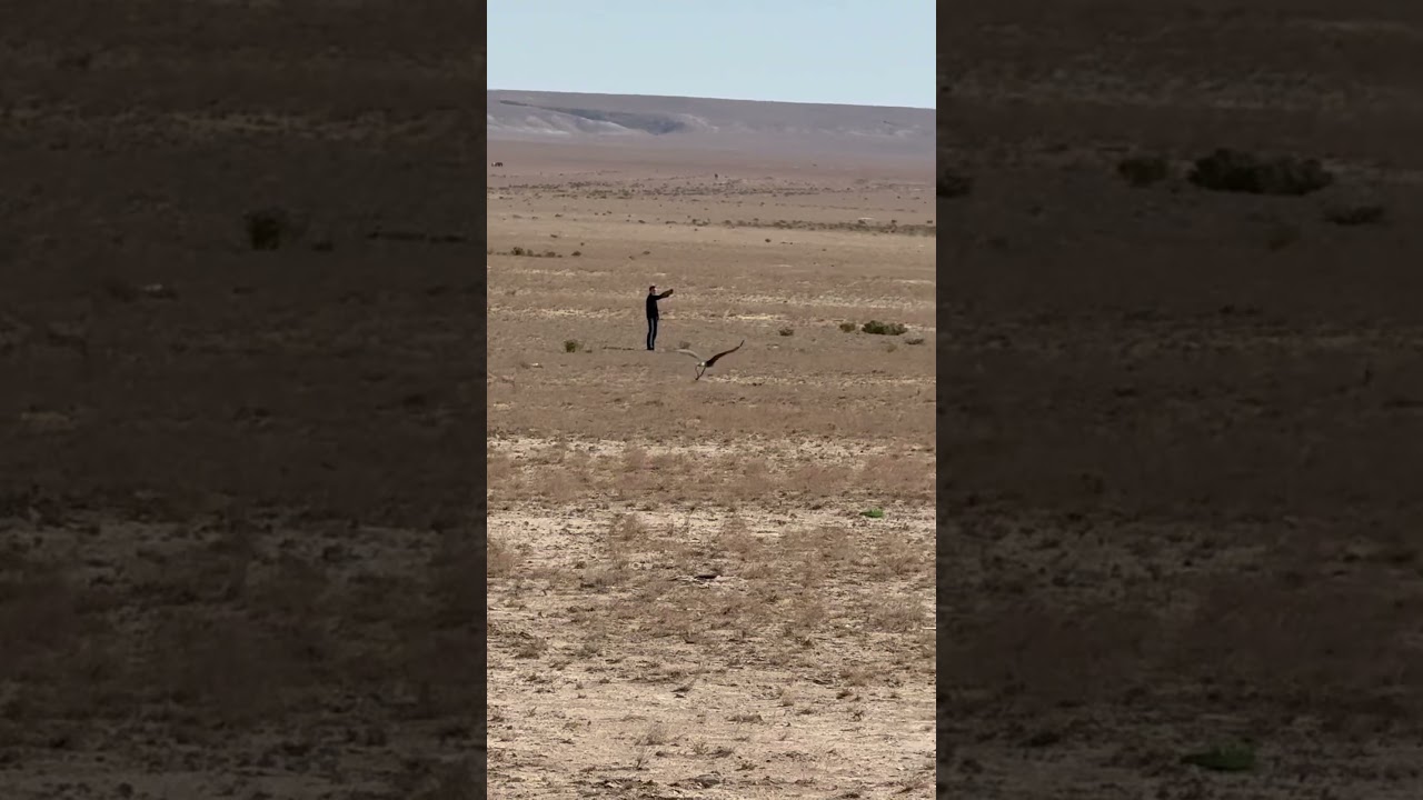 “Calling the Mighty Eagle 🦅 Brave Hunter and Majestic Hawk in Nature’s Stunning Wildlife Adventure”