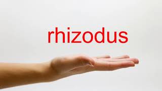 How to Pronounce rhizodus - American English