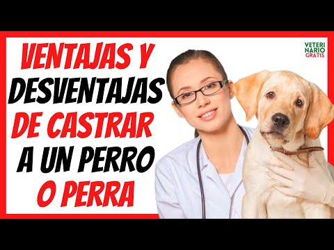 Video: ¿Cuándo esterilizar a un perro?