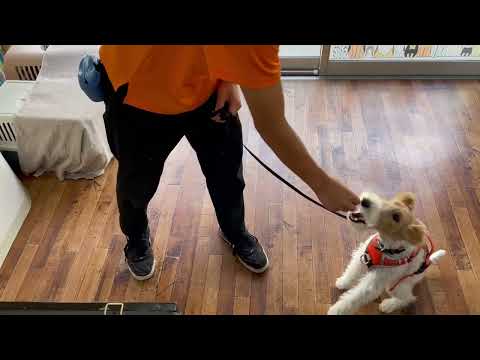 ワイヤーフォックステリアの”ジルくん”と室内で人の横で歩く練習!