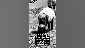 تلاوه خاشعه عبدالملك الراجح إن الله وملائكته يصلون على النبي الاحزاب ستوريات حالات واتس اب