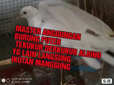 MASTER MP3 DERUK PUTER,TEKUKUR,DERKUKUR,ALBINO MATA MERAH YG DENGAR