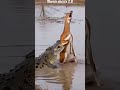 কুমিরটির হাত থেকে কিভাবে রক্ষা পেলো হরিণ  | #youtubeshorts #animalshorts #shorts