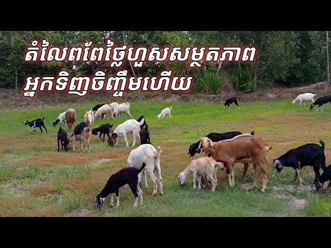 តំលៃពពែថ្លៃហួសសម្ថតភាពអ្នកទិញចិញ្ចឹមហើយ