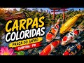 praça do Japão Curitiba pr vem vem quantos peixe coloridos aqui tem