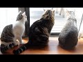 お庭を満喫するねこ。-Cats enjoy the garden.-