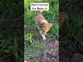 You’re not my mother -Moon #dog  #shortvideo  #funnyvideo