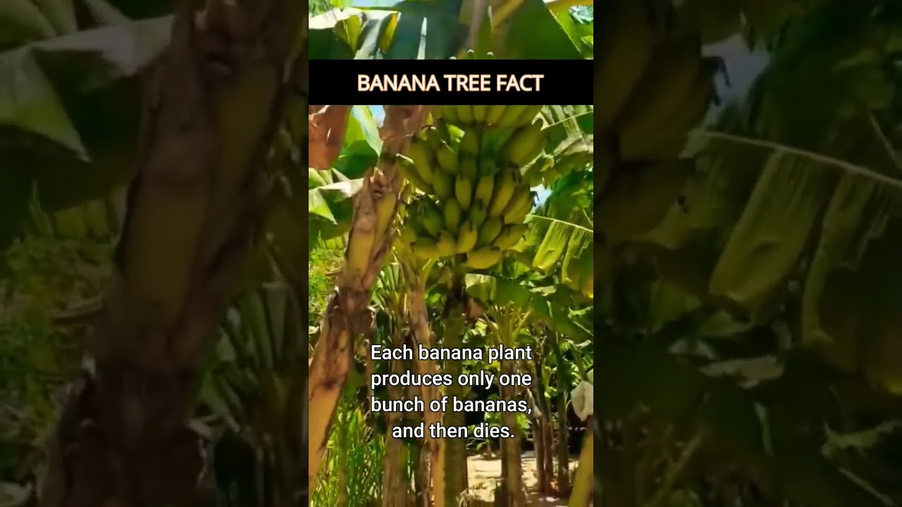 Facts about Banana tree 🍌