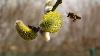 Ива козья (Salix caprea L.) и ее весенние почитатели.