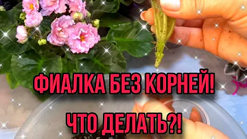 ФИАЛКА БЕЗ КОРНЕЙ!ЧТО ДЕЛАТЬ!?/КОМНАТНЫЕ РАСТЕНИЯ.