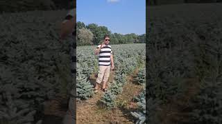 картинка: Голубоел Арча. Декоративлар.