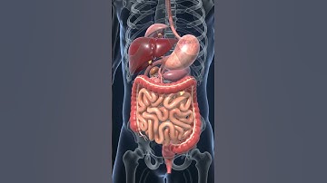 🇺🇸Digestive System 3D Animation Stomach,Liver,Small & Large Intestine Explained. #usa #usashorts