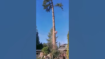 Cutting tree #skills #satisfying #shorts