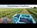 Обзор плантации Голубики на 12 июня