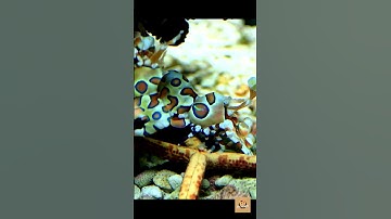 Showcasing HARLEQUIN SHRIMPS🦐 in Action: Time-lapse of These Selective Eaters Consuming Starfish