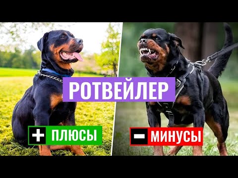 РОТВЕЙЛЕРЫ: Обзор породы. Опасны ли эти собаки для детей?