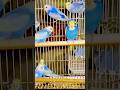 Beautiful Rainbow 🌈 Budgies Chilling in My SriLanka Aviary 🇱🇰