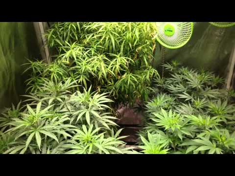 1000 watt white LED vS 1000 watt red LED grow