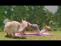 Total body Fit yoga