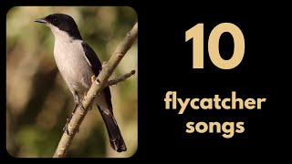 10 Flycatcher Songs From Southern Africa