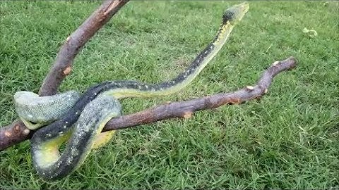 Green Tree Python - Losing Storm
