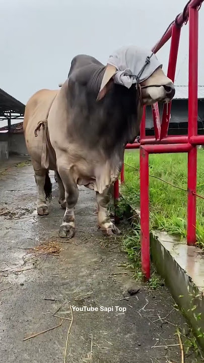 Sapi Terbesar Sapi Jumbo Wonosobo United Farm #sapi #sapiterbesar #biggestbull