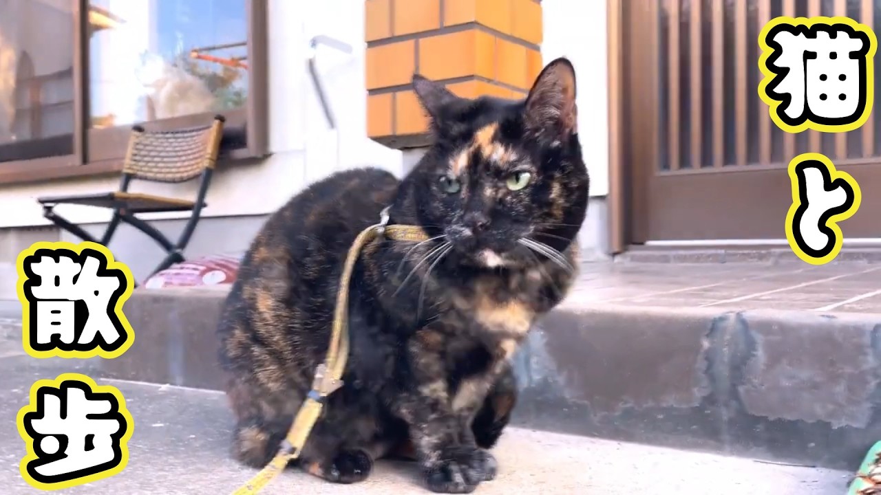 猫と散歩　がライブ配信中！