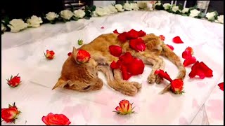 Cat Funeral by Next Cat 2,115 views 2 years ago 50 seconds