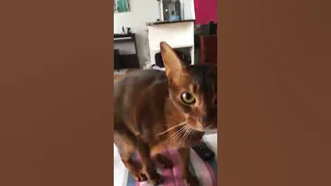 Video 2575401: cat fun abyssinian