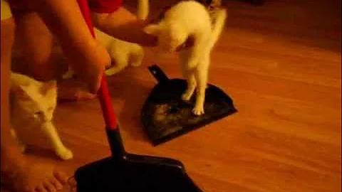 Video 11898491: turkish angora kitten playing, cute turkish angora kitten, kittens litter