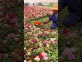 Rose cutting rose farm #shorts #plantingtips