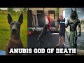 My Pet is Anubis The God of Death | Xoloitzcuintli