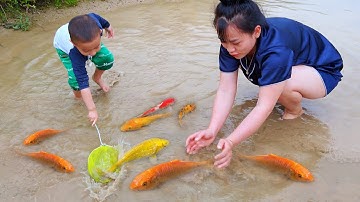 Em đi tìm bắt nhiều cá vàng kì lạ ở vũng nước cạn #cávàng #bắtcávàng #fishing #concá