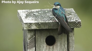 Tree Mob!™: Zooming in on Tree Swallows