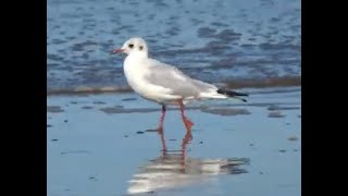 Gary the Gull having a paddle at the seaside.  Is he a Common or Herring Gull? by Boro Adventure 147 views 6 months ago 1 minute, 3 seconds