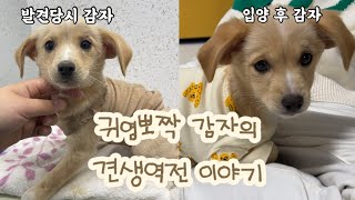 [vlog] #15 우리집 막내 감자를 소개합니다!! / 유기견입양이야기 / 강릉 동물사랑센터