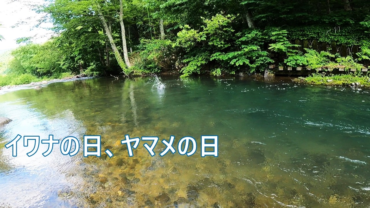 ▼ つり人 渓流フィールド 三河・遠江 ヤマメ イワナ 釣り場 テンカラ ③a イワナ日、ヤマメの日【テンカラ釣り】 - YouTube