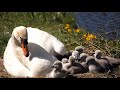 Mute Swan Cygnets at nest 4K