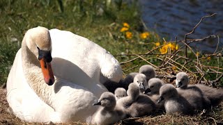 Mute Swan Cygnets at nest 4K